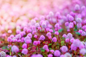 Viajar en abril con alergias estacionales: cómo elegir mejor tu destino